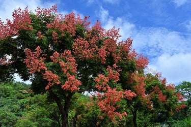 10 GOLDEN RAIN TREE Goldenrain Koelreuteria Paniculata Yellow Flower Seeds